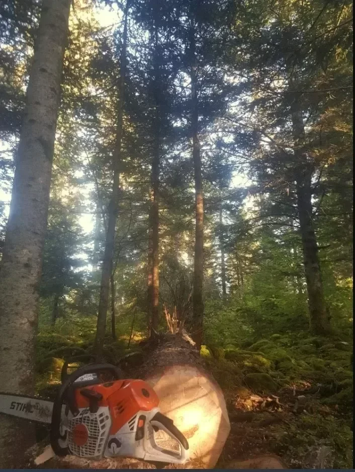 Bûcheronnage raisonné Alpes